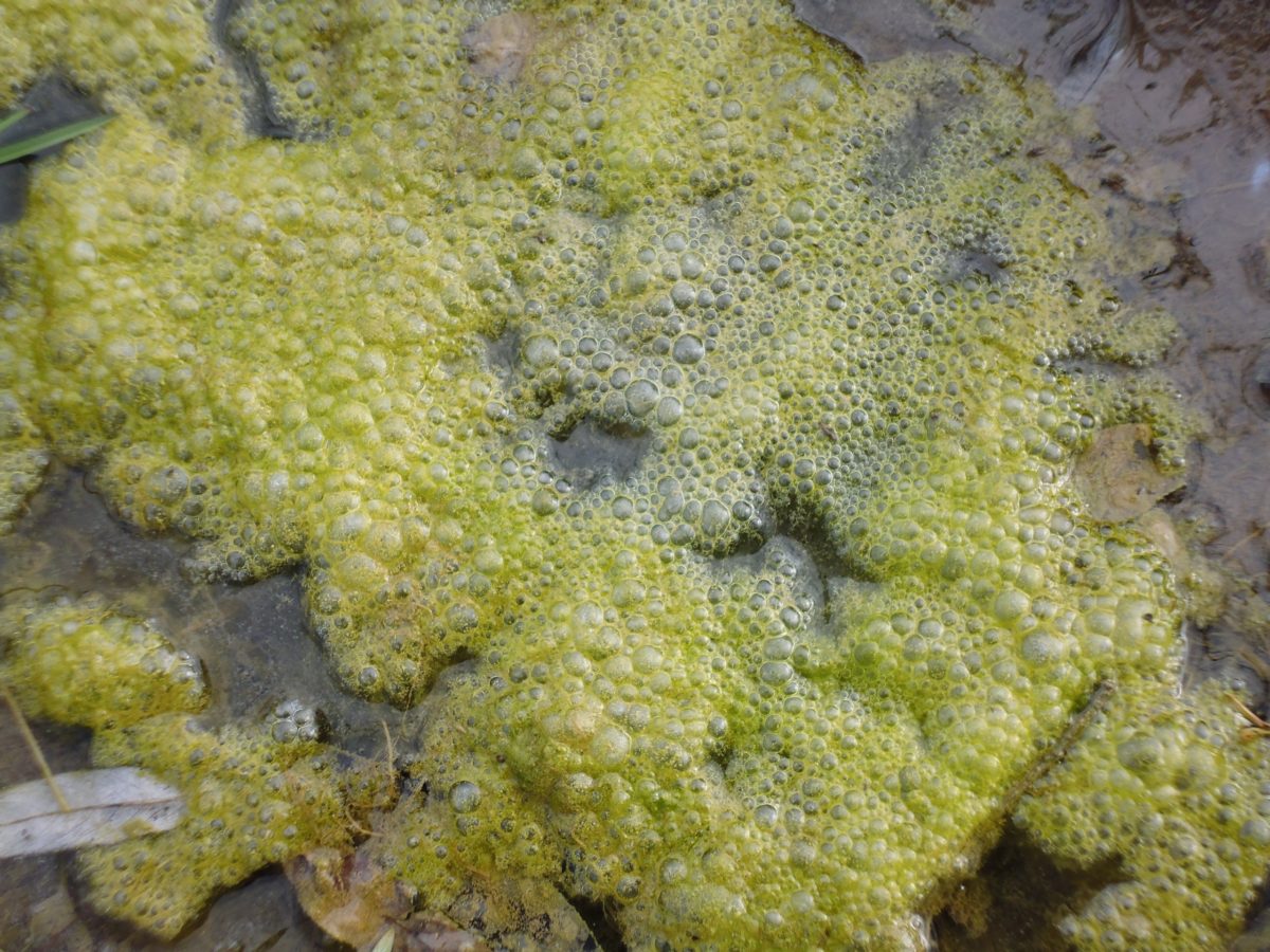 Monitoramento de algas e microrganismos associados à eutrofização